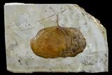 Fossil Leaf (Zizyphoides) - Montana #113233-1